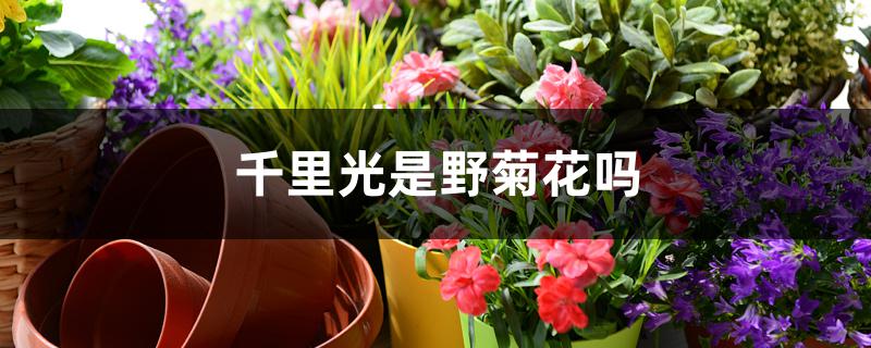 千里光是野菊花吗 千里光是野菊花吗