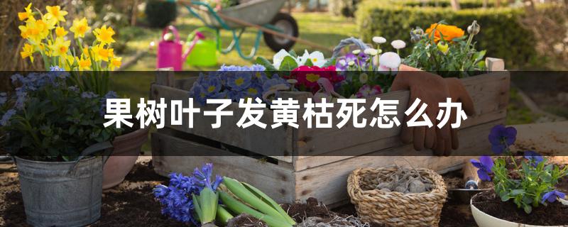 果树叶子发黄枯死怎么办 果树叶子发黄枯死怎么办