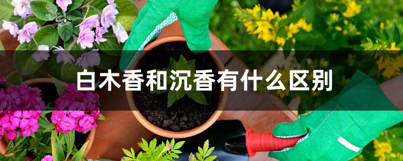 白木香和沉香有什么区别 白木香和沉香有什么区别