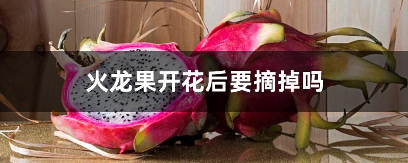 火龙果开花后要摘掉吗 火龙果开花后要摘掉吗