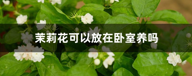 茉莉花可以放在卧室养吗 茉莉花可以放在卧室养吗