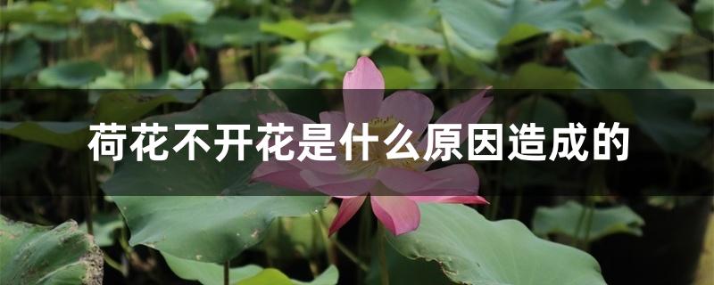 荷花不开花是什么原因造成的 荷花不开花是什么原因造成的