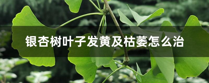 银杏树叶子发黄及枯萎怎么治 银杏树叶子发黄及枯萎怎么治