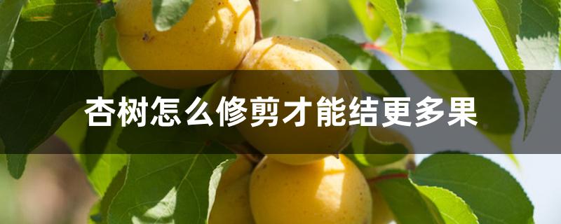杏树怎么修剪才能结更多果