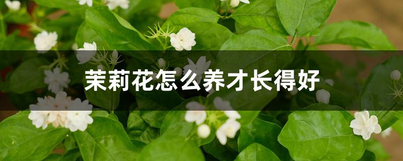 茉莉花怎么养才长得好 茉莉花怎么养才长得好