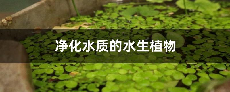 净化水质的水生植物 净化水质的水生植物