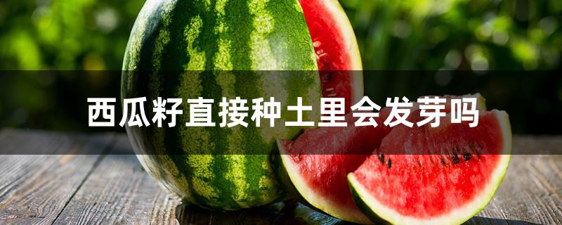 西瓜籽直接种土里会发芽吗 西瓜籽直接种土里会发芽吗