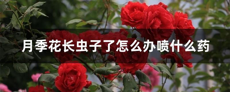 月季花长虫子了怎么办喷什么药 月季花长虫子了怎么办喷什么药
