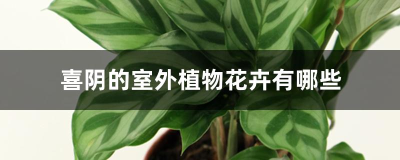 喜阴的室外植物花卉有哪些