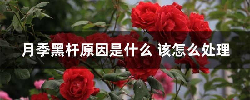 月季黑杆原因是什么 月季黑杆原因是什么