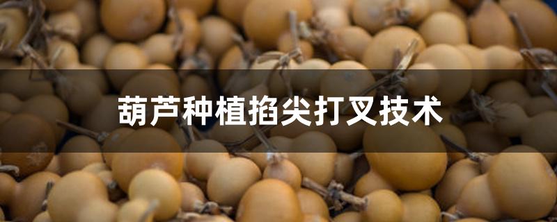 葫芦种植掐尖打叉技术 葫芦种植掐尖打叉技术