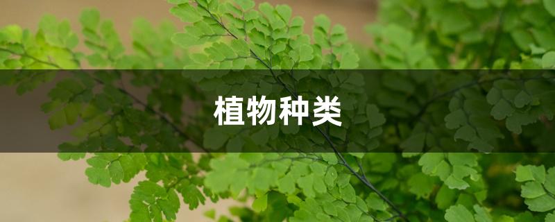 植物种类 植物种类