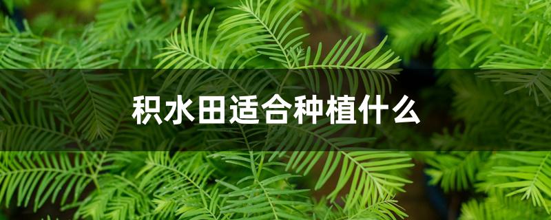 积水田适合种植什么 积水田适合种植什么