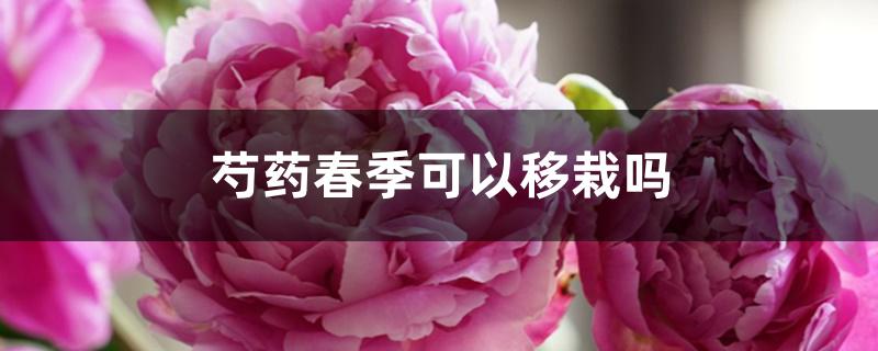 芍药春季可以移栽吗 芍药春季可以移栽吗