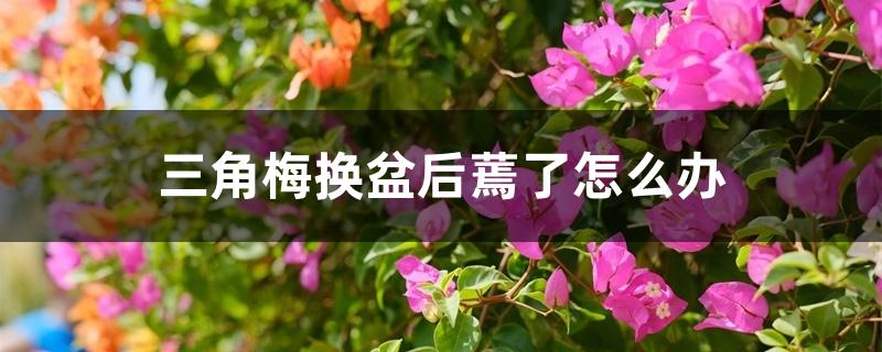 三角梅换盆后蔫了怎么办 三角梅换盆后蔫了怎么办