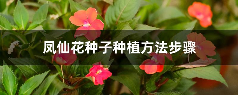 凤仙花种子种植方法步骤 凤仙花种子种植方法步骤