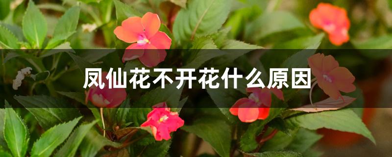 凤仙花不开花什么原因 凤仙花不开花什么原因