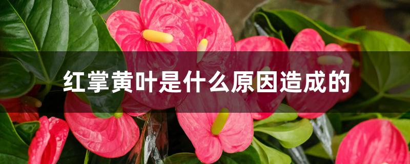 红掌黄叶是什么原因造成的 红掌黄叶是什么原因造成的