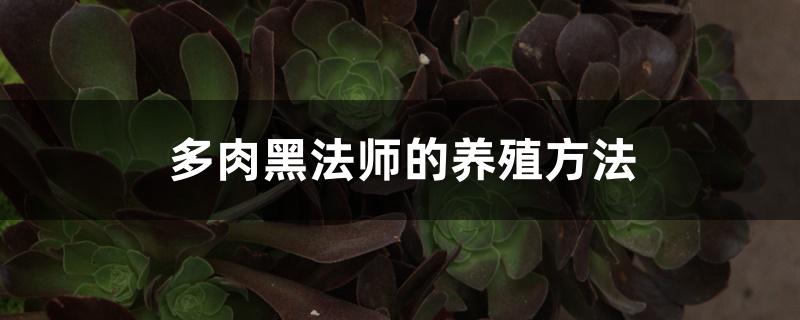 多肉黑法师的养殖方法 多肉黑法师的养殖方法