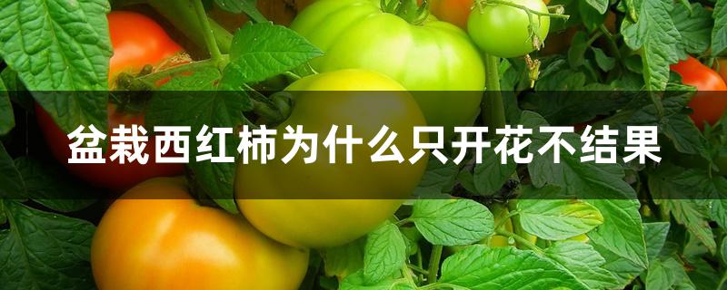 盆栽西红柿为什么只开花不结果 盆栽西红柿为什么只开花不结果