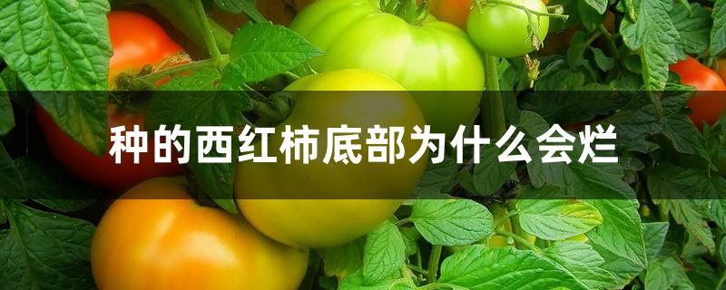 种的西红柿底部为什么会烂 种的西红柿底部为什么会烂