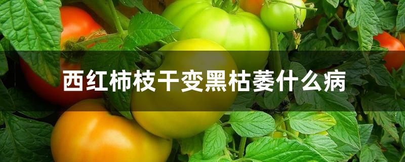 西红柿枝干变黑枯萎什么病 西红柿枝干变黑枯萎什么病