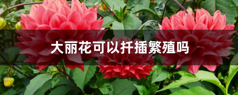 大丽花可以扦插繁殖吗 大丽花可以扦插繁殖吗