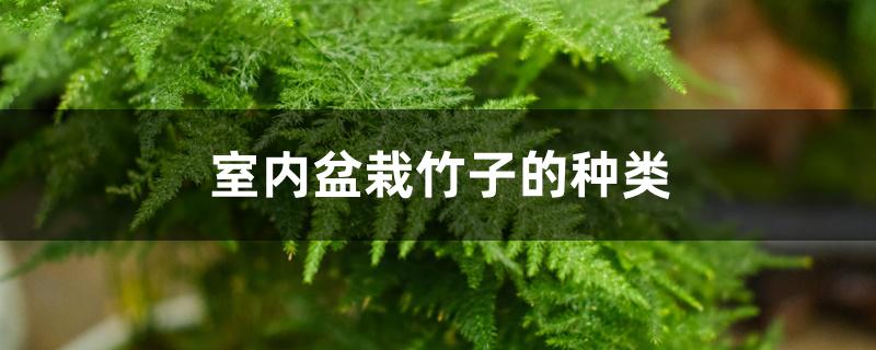 室内盆栽竹子的种类