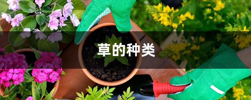 草的种类 草的种类