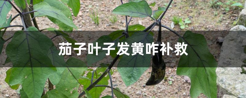 茄子叶子发黄咋补救 茄子叶子发黄咋补救