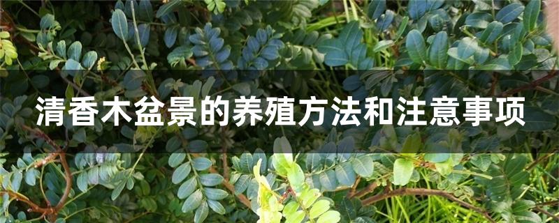 清香木盆景的养殖方法和注意事项 清香木盆景的养殖方法和注意事项