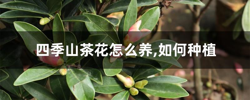 四季山茶花怎么养,如何种植 四季山茶花怎么养,如何种植