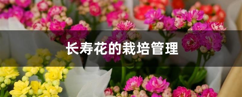 长寿花的栽培管理 长寿花的栽培管理