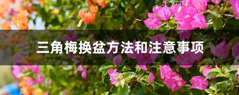 三角梅换盆方法和注意事项 三角梅换盆方法和注意事项