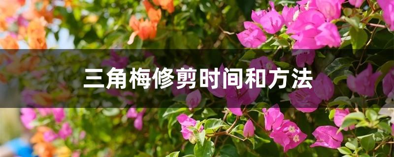 三角梅修剪时间和方法 三角梅修剪时间和方法