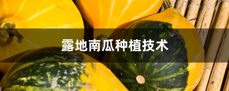 露地南瓜种植技术 露地南瓜种植技术
