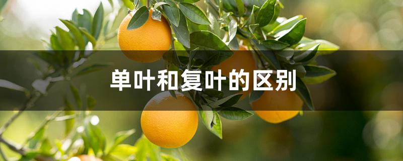 单叶和复叶的区别 单叶和复叶的区别