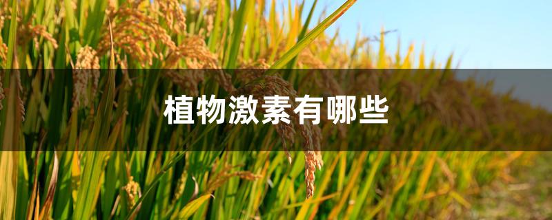 植物激素有哪些