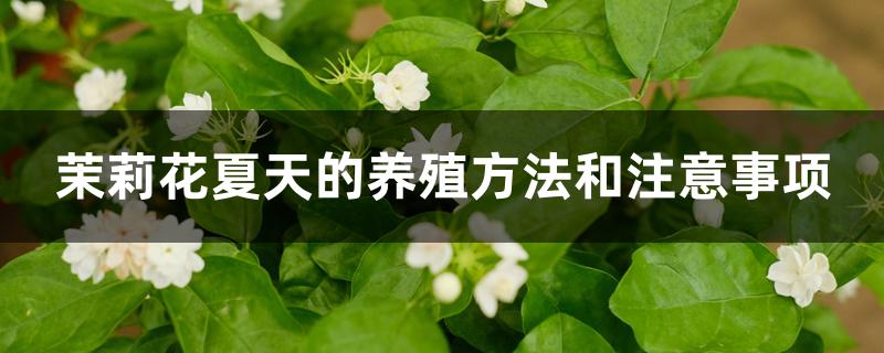 茉莉花夏天的养殖方法和注意事项 茉莉花夏天的养殖方法和注意事项