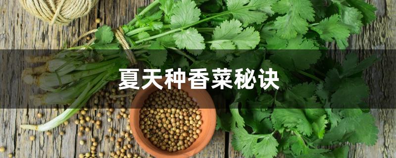 夏天种香菜秘诀