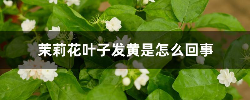 茉莉花叶子发黄是怎么回事 茉莉花叶子发黄是怎么回事