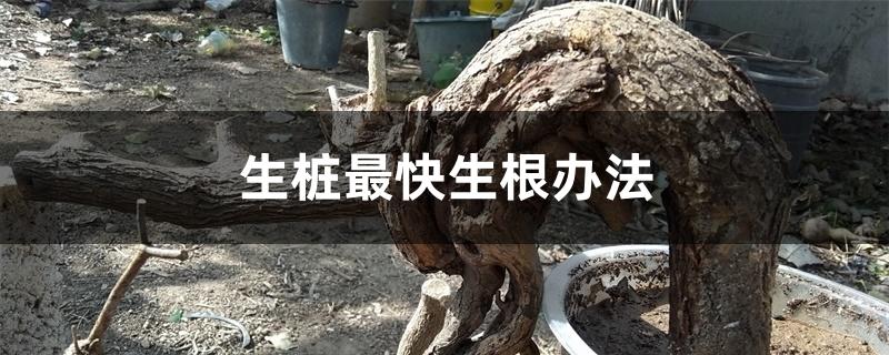 生桩最快生根办法 生桩最快生根办法