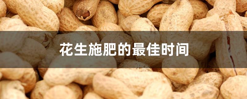 花生施肥的最佳时间 花生施肥的最佳时间