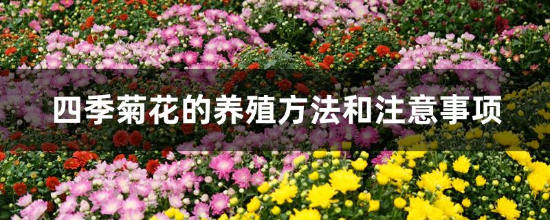 四季菊花的养殖方法和注意事项 四季菊花的养殖方法和注意事项