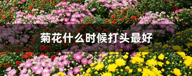 菊花什么时候打头最好 菊花什么时候打头最好