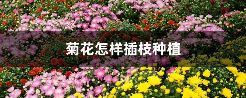 菊花怎样插枝种植 菊花怎样插枝种植