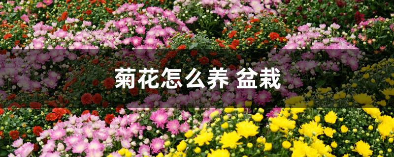 菊花怎么养 盆栽 菊花怎么养 盆栽