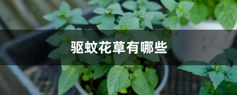 驱蚊花草有哪些 驱蚊花草有哪些