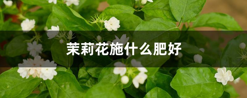 茉莉花施什么肥好 茉莉花施什么肥好