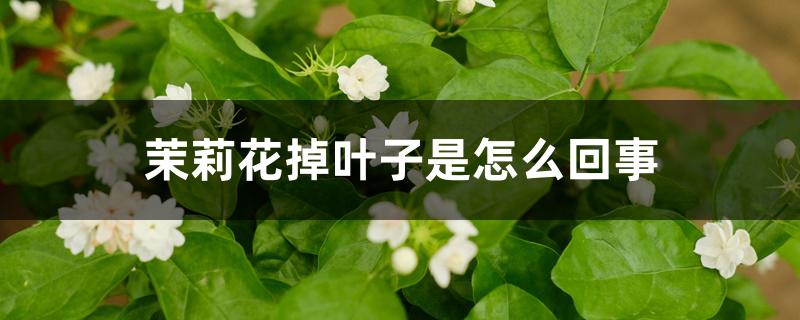 茉莉花掉叶子是怎么回事 茉莉花掉叶子是怎么回事